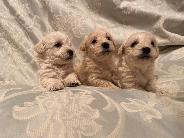 toy poodle Puppies