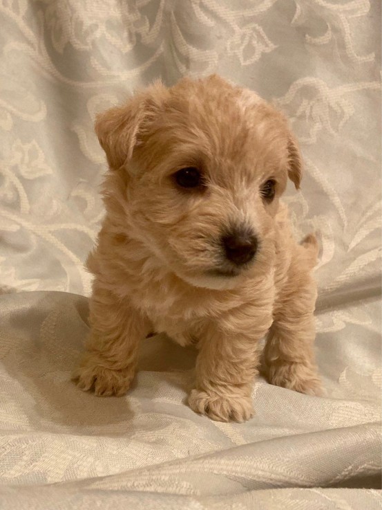 toy poodle Puppies