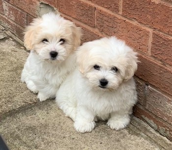  Coton de tulear puppies