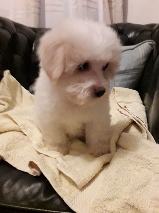  Coton de tulear puppies