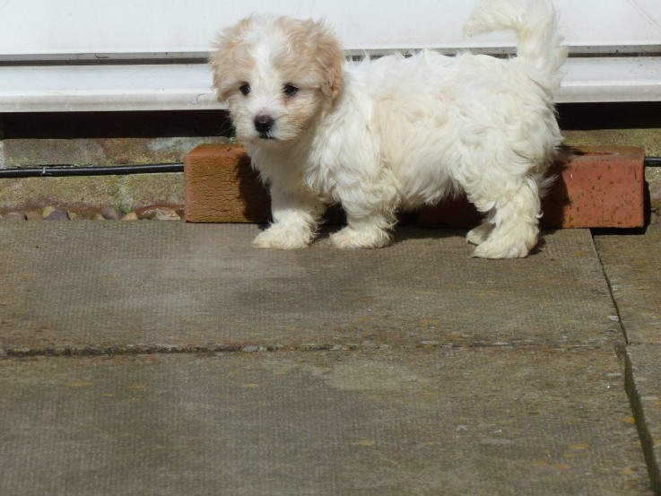  Coton de tulear puppies