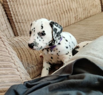 Dalmatians Puppies