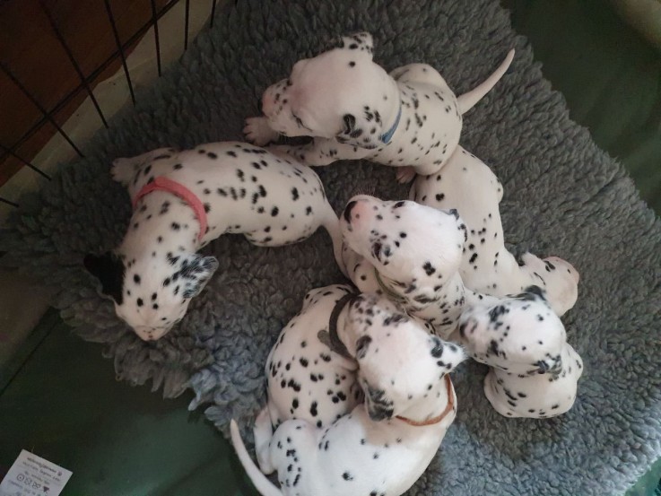 Dalmatians Puppies