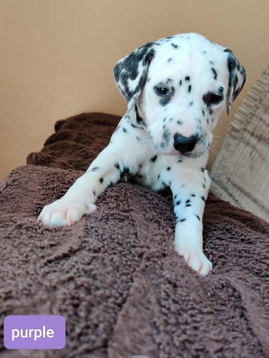 Dalmatians Puppies