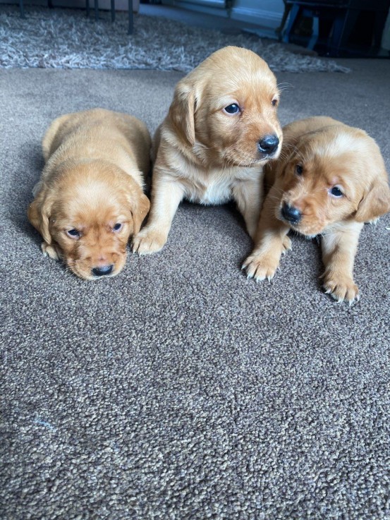 Beautiful litter of golden retriever 