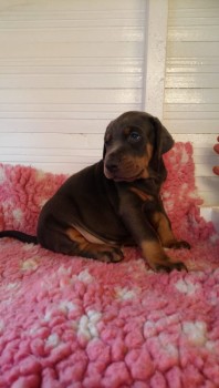  Dobermann Puppies