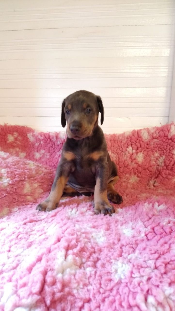  Dobermann Puppies