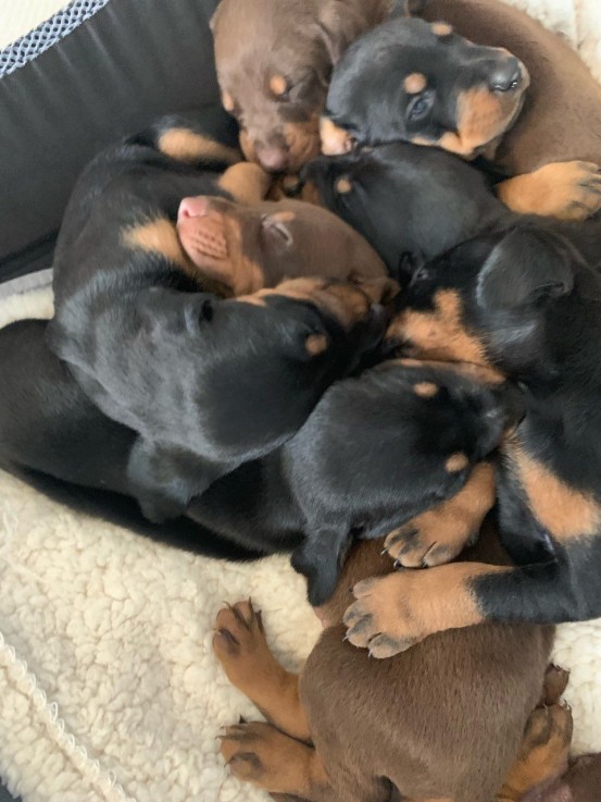  Dobermann Puppies