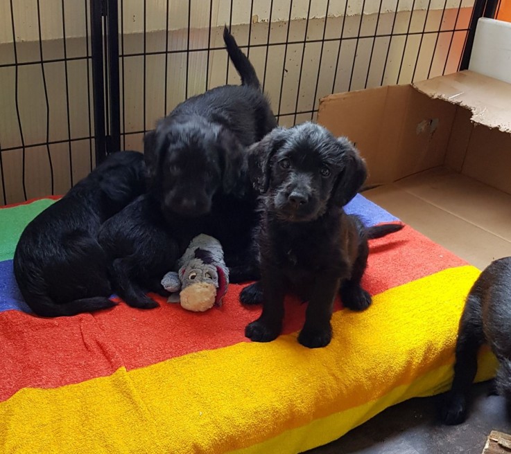 Labradoodle Puppy for Re-homing for sale