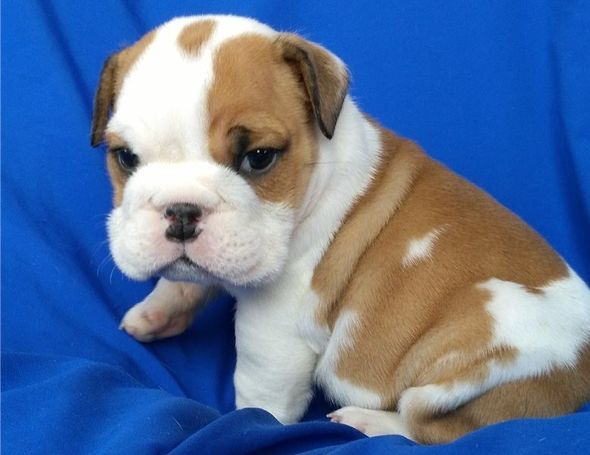  English Bulldog Puppies