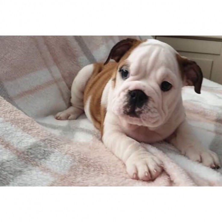  English Bulldog Puppies