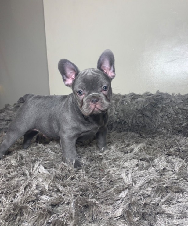 French Bulldog puppies for sale 