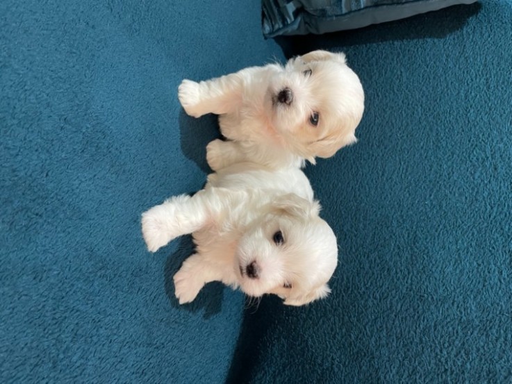 Tiny Cute Maltese Dogs!!!