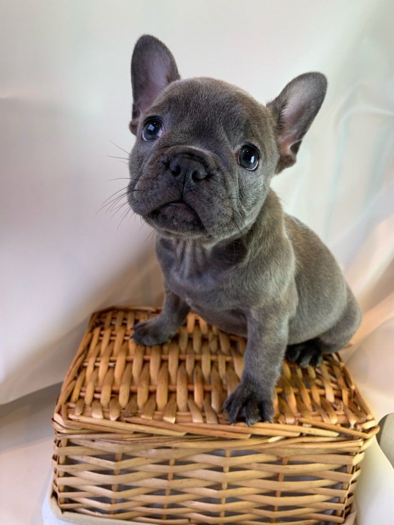  French bulldog Puppies