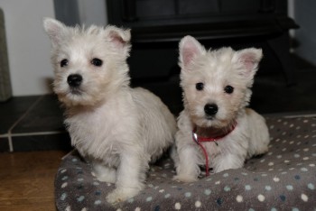  West Highland White Terrier Puppies