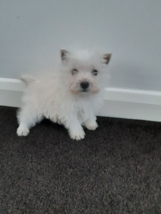  West Highland White Terrier Puppies