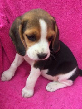 Home raised Beagle Puppies