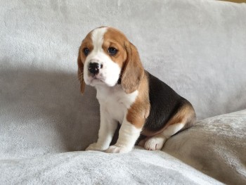 Home raised Beagle Puppies