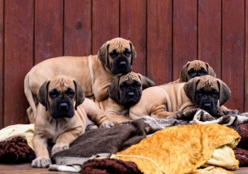 Great Dane puppies