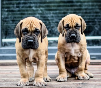 Great Dane puppies