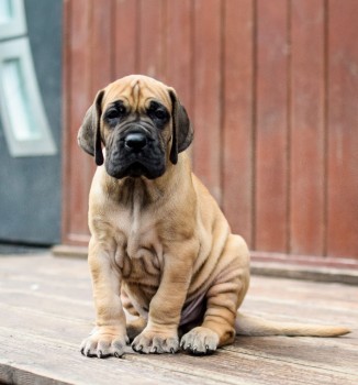 Great Dane puppies