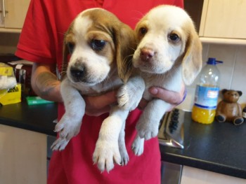 Home raised Beagle Puppies