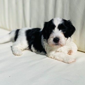 Havana puppies.