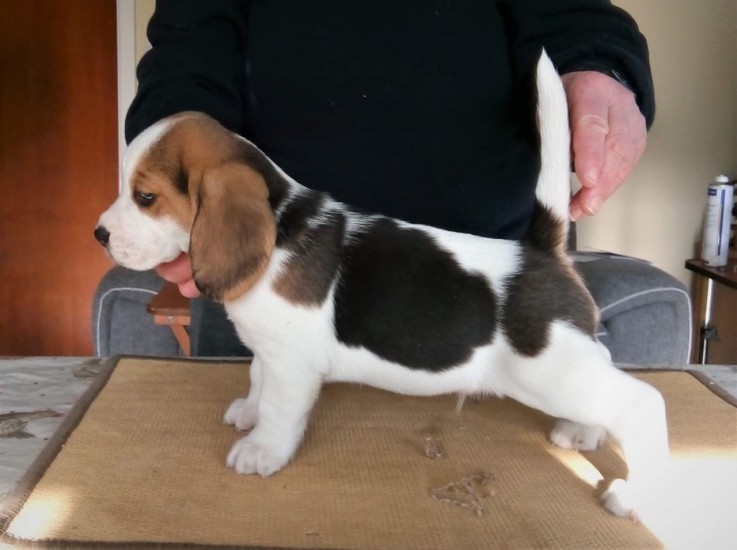 Home raised Beagle Puppies