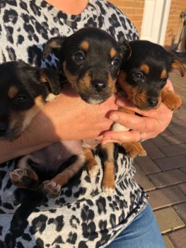  Jack Russell puppies