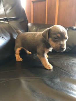  Jack Russell puppies