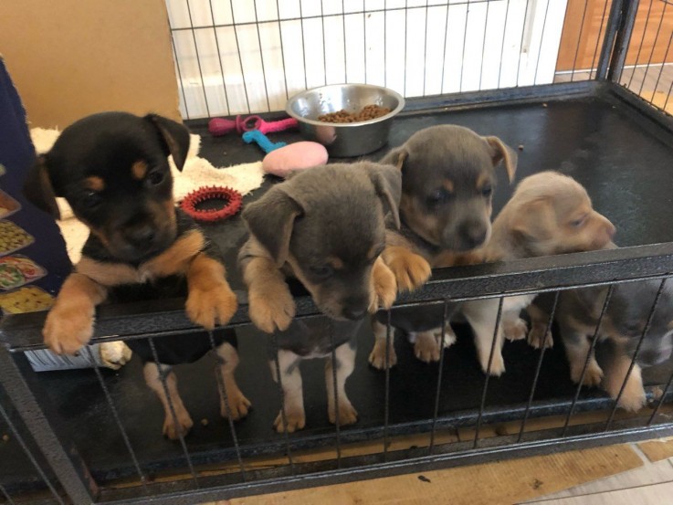  Jack Russell puppies