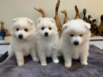 Japanese Spitz puppies