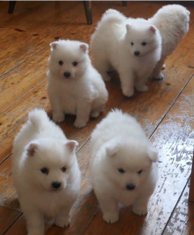 Japanese Spitz puppies