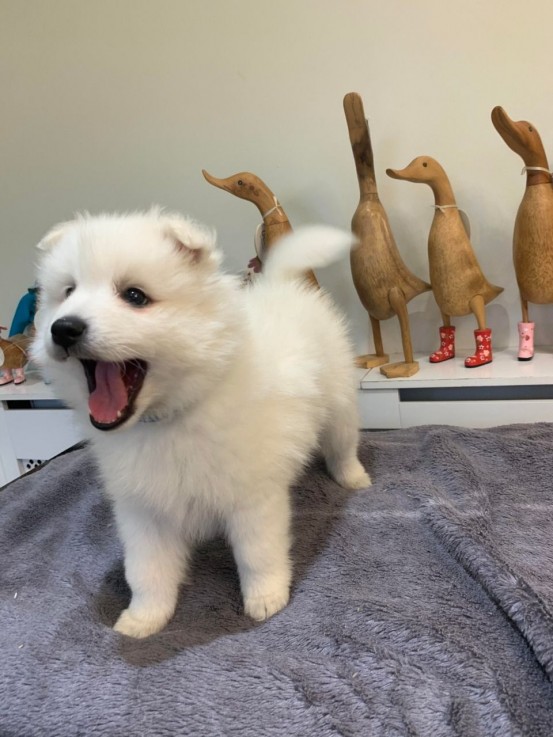 Japanese Spitz puppies