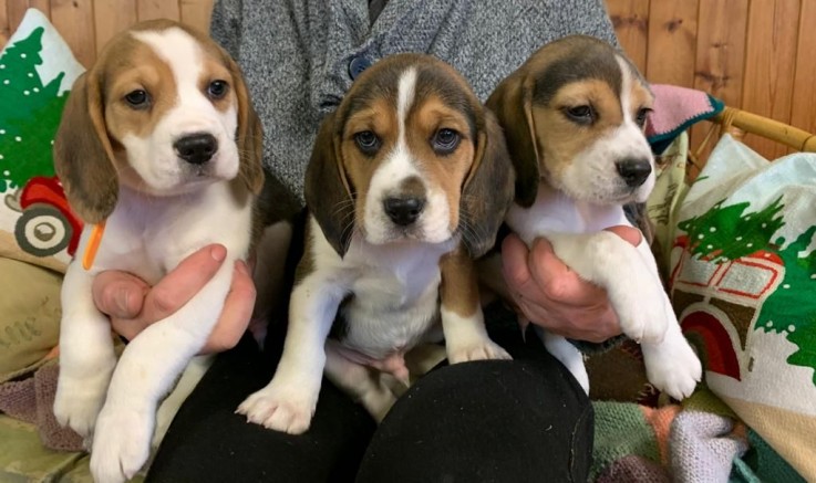 Home raised Beagle Puppies