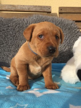  Labrador Retriever Puppies