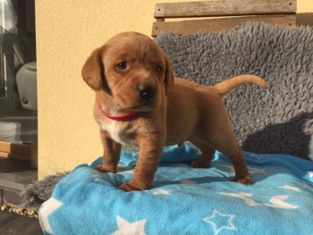  Labrador Retriever Puppies