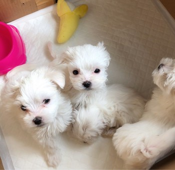  Maltese puppies