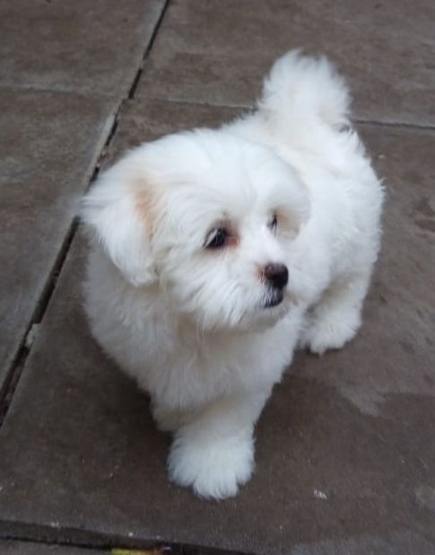  Maltese puppies