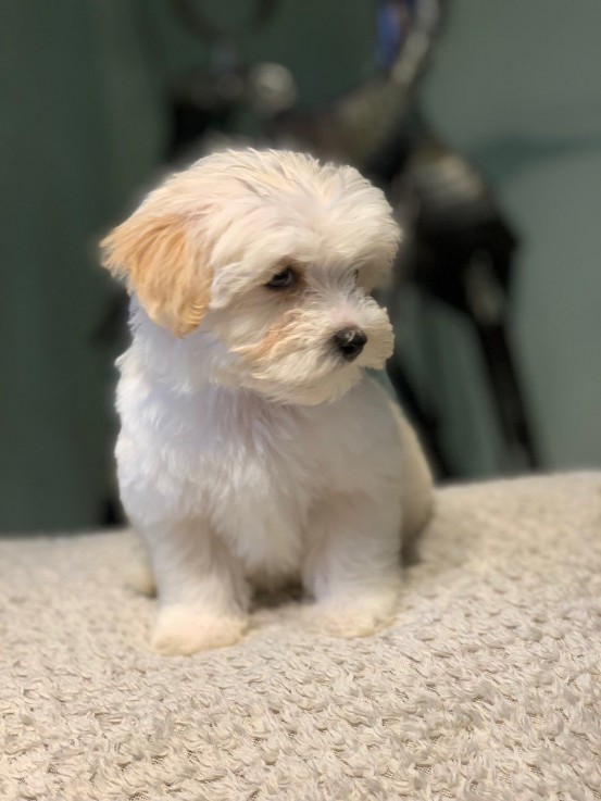  maltipoo puppies