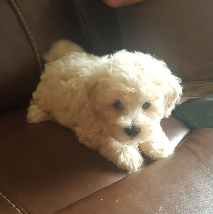  maltipoo puppies