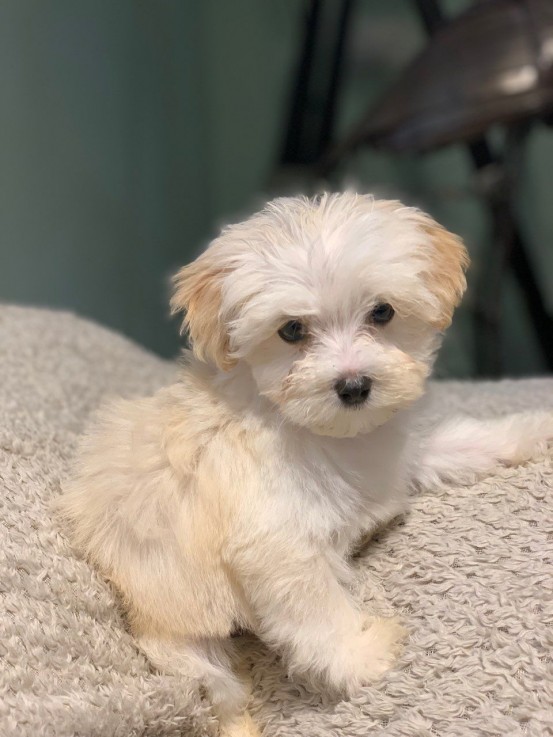  maltipoo puppies