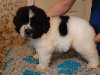 Newfoundland Puppies