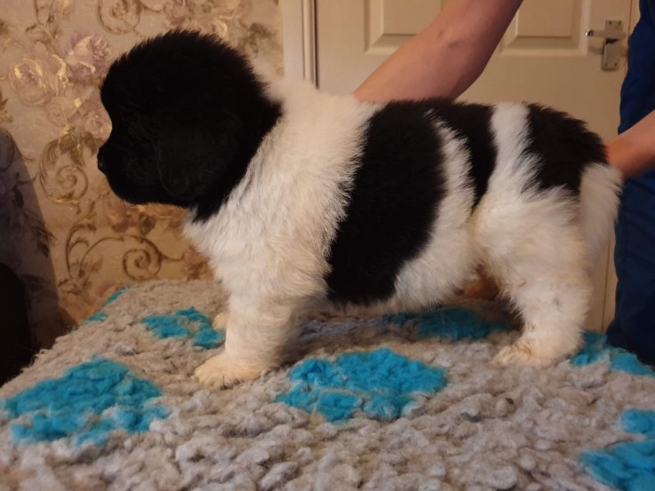 Newfoundland Puppies