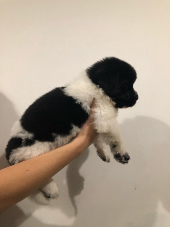 Newfoundland Puppies