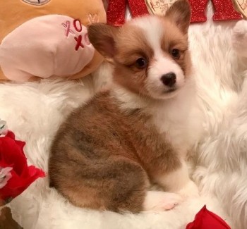 pembroke welsh corgi puppies