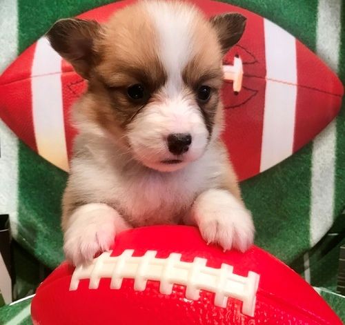 pembroke welsh corgi puppies