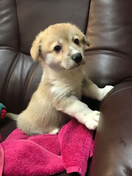 pembroke welsh corgi puppies