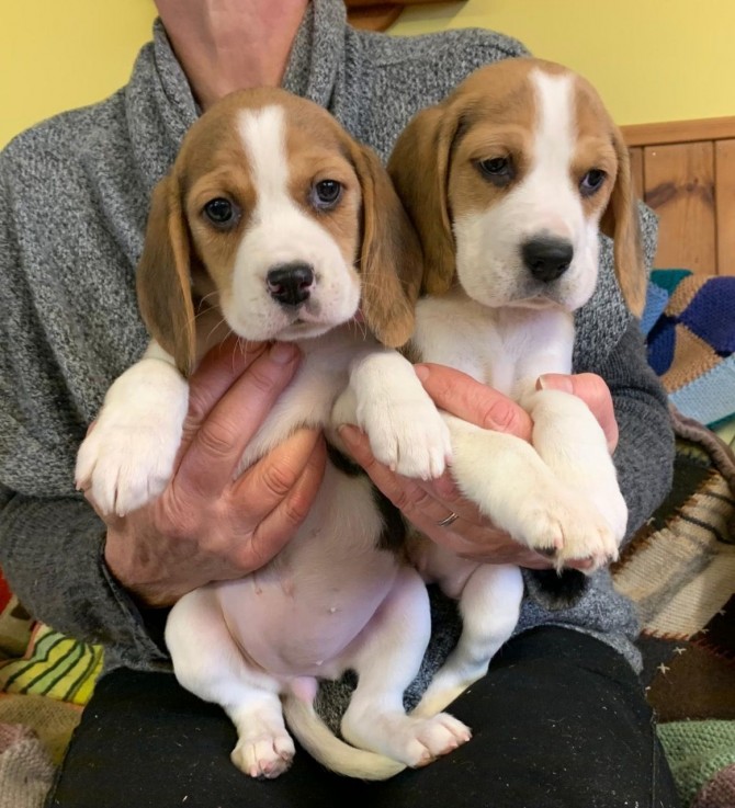 Home raised Beagle Puppies