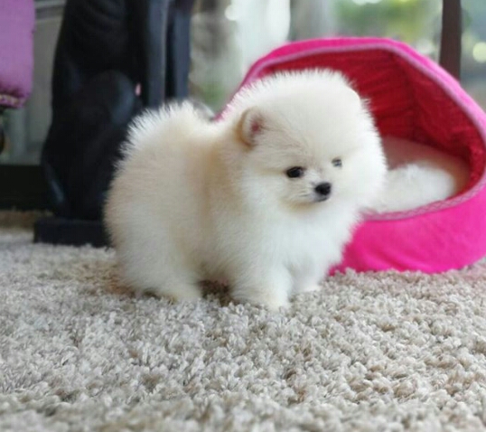  Pomeranian pups